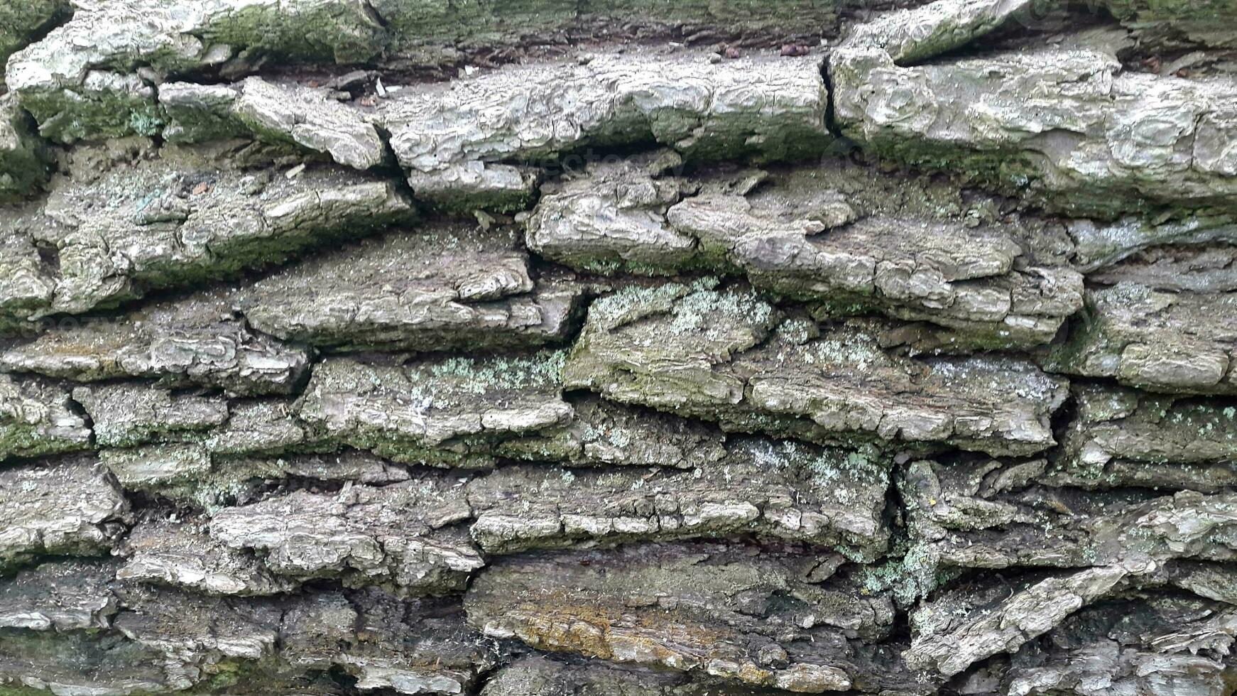 Rinde von ein laubabwerfend Baum. Hintergrund von Rau Rinde Textur foto