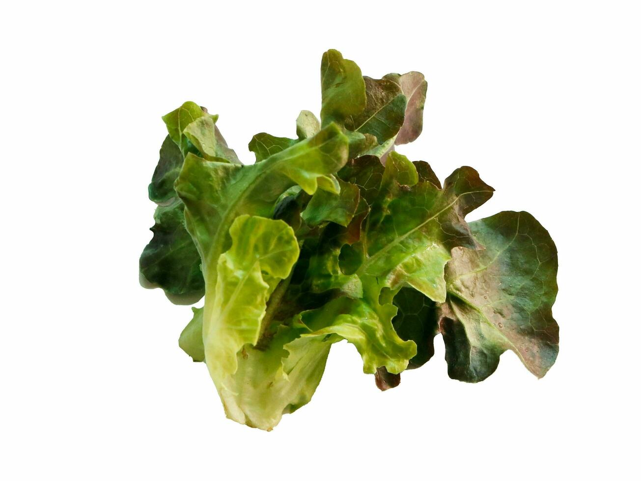Salat Blatt. Grüner Salat auf Weiß Hintergrund foto