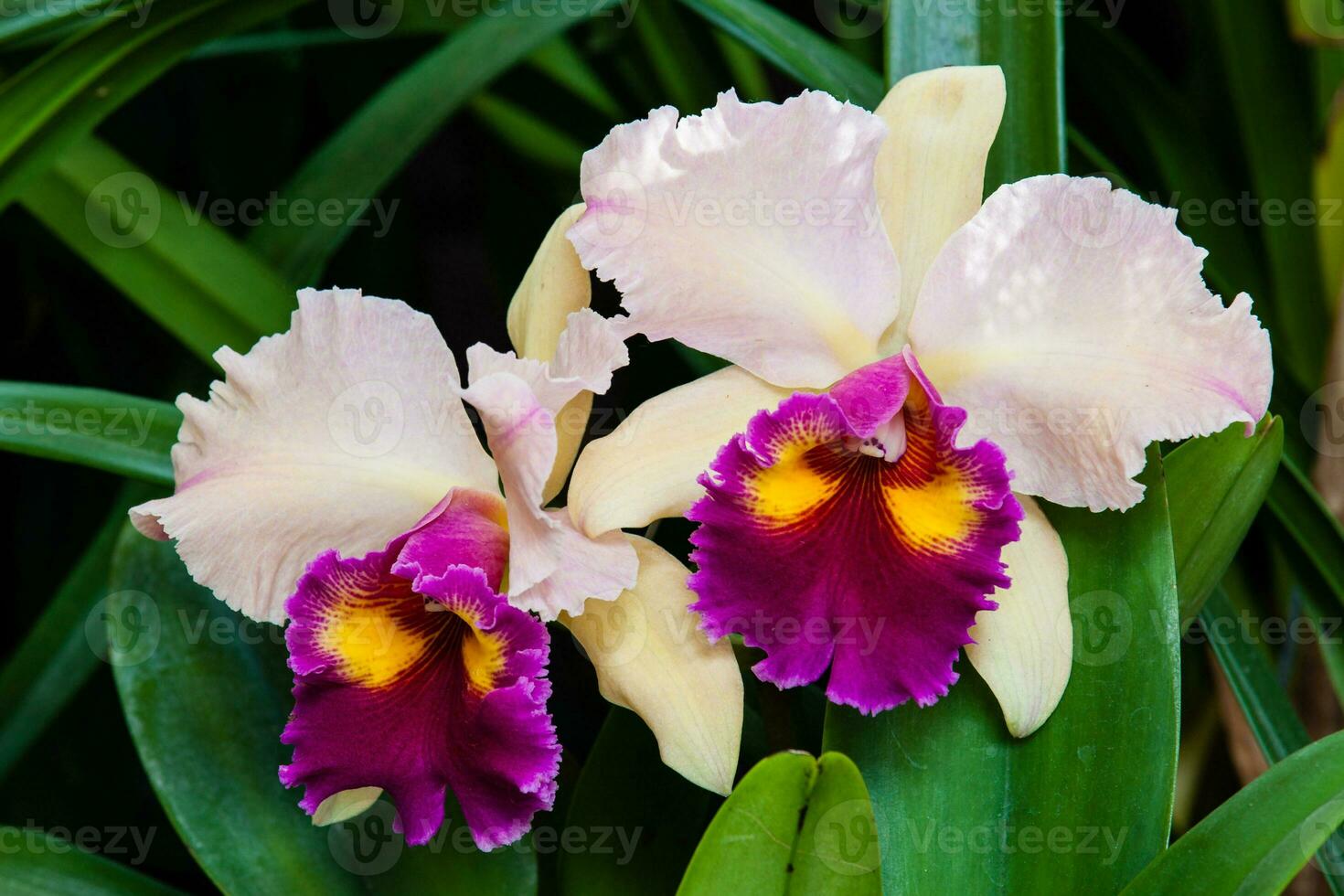 Nahansicht von einer von das schön kolumbianisch Orchideen. das Blumen Festival von Medelln im Kolumbien. Orchidee Zugehörigkeit zu Cattleya Gattung foto