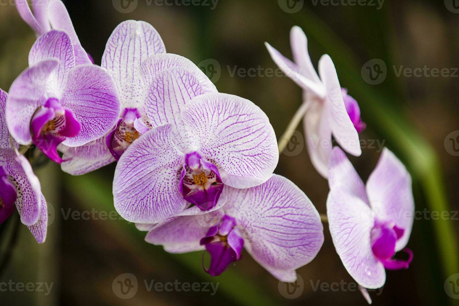 Nahansicht von einer von das schön kolumbianisch Orchideen. das Blumen Festival von Medelln im Kolumbien foto