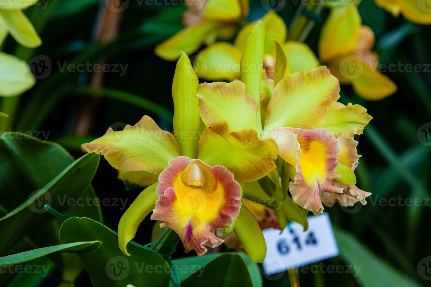 Nahansicht von einer von das schön kolumbianisch Orchideen. das Blumen Festival von Medelln im Kolumbien. Orchidee Zugehörigkeit zu Cattleya Gattung foto