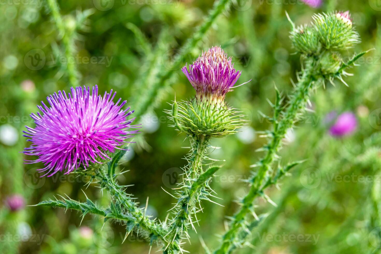 schöne wachsende Blumenwurzel Klettendistel auf Hintergrundwiese foto