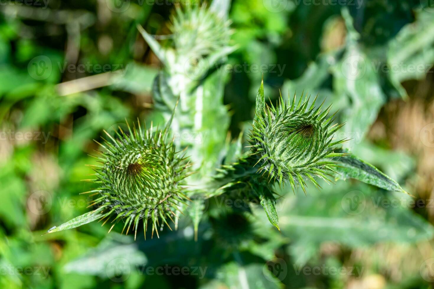 schöne wachsende Blumenwurzel Klettendistel auf Hintergrundwiese foto