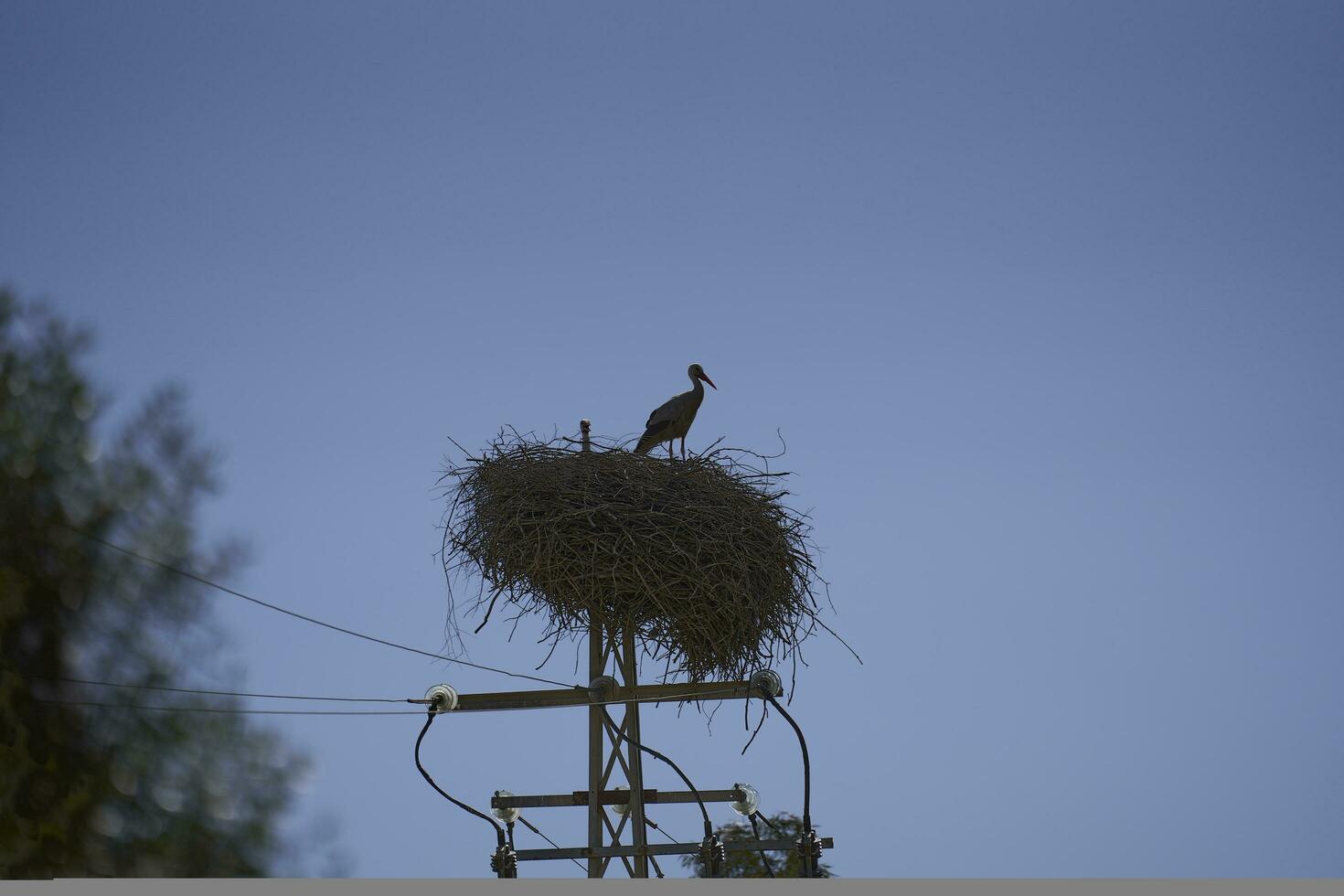 ikonisch Sicht. Storch Stehen groß, Bewachung es ist Nest oben auf ein Elektrizität Turm - - ein unverwechselbar Spanisch Symbol foto