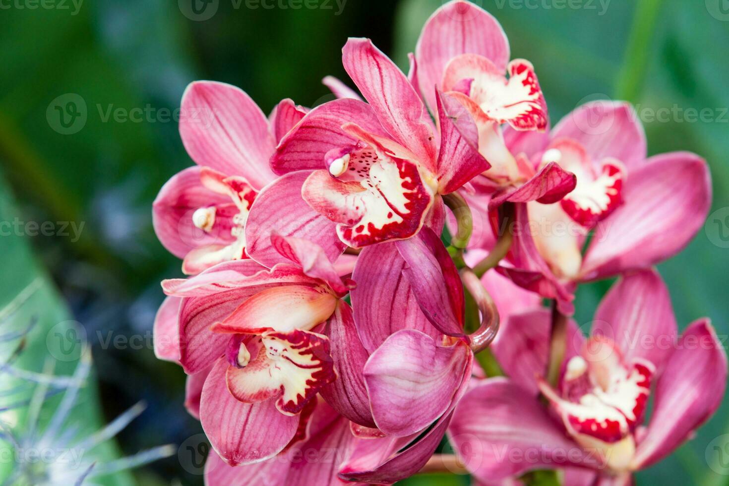 Nahansicht von einer von das schön kolumbianisch Orchideen. das Blumen Festival von Medelln im Kolumbien foto