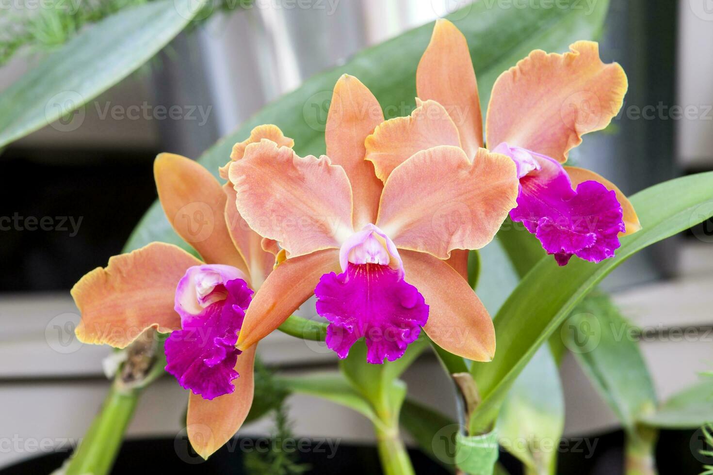 Nahansicht von einer von das schön kolumbianisch Orchideen. Orchidee Zugehörigkeit zu Cattleya Gattung. das Blumen Festival von Medelln im Kolumbien foto