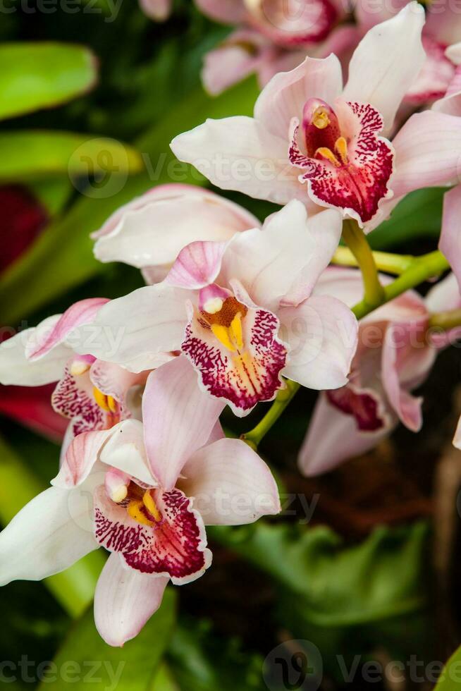 Nahansicht von einer von das schön kolumbianisch Orchideen. das Blumen Festival von Medelln im Kolumbien. Orchidee Zugehörigkeit zu Cattleya Gattung foto