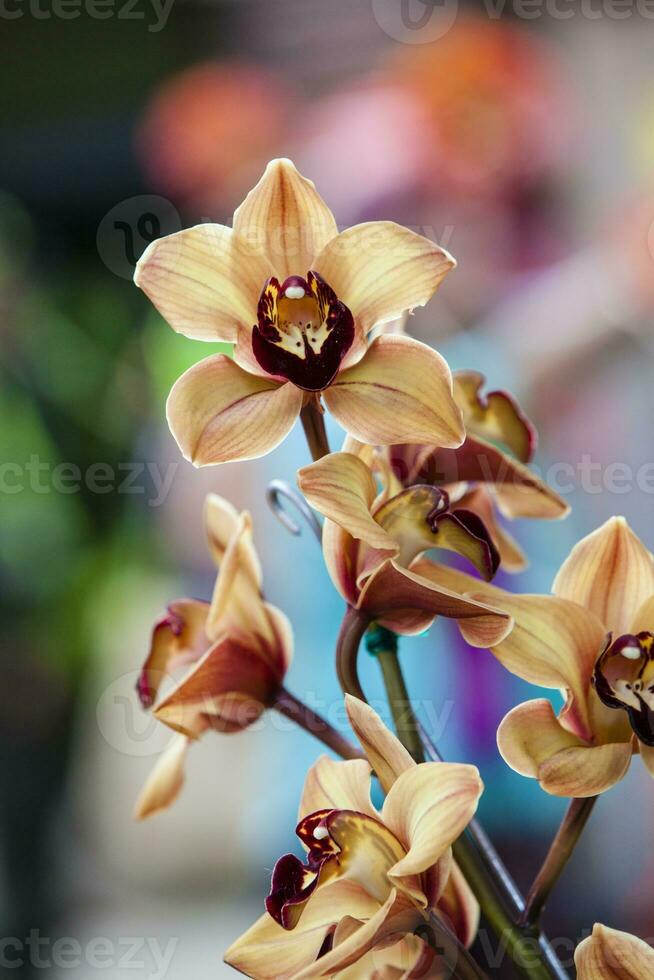 Nahansicht von einer von das schön kolumbianisch Orchideen. das Blumen Festival von Medelln im Kolumbien foto