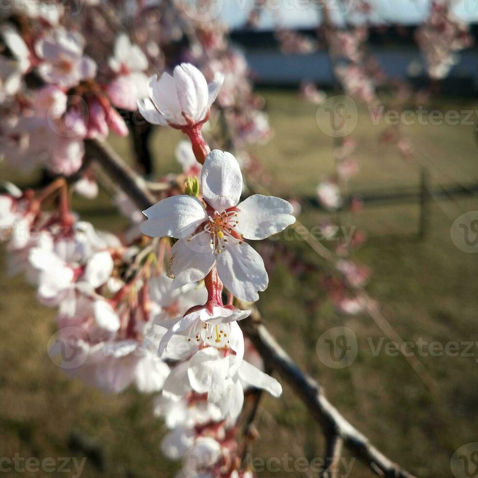 Kirsche blühen im Frühling, Nahansicht von das Blume foto