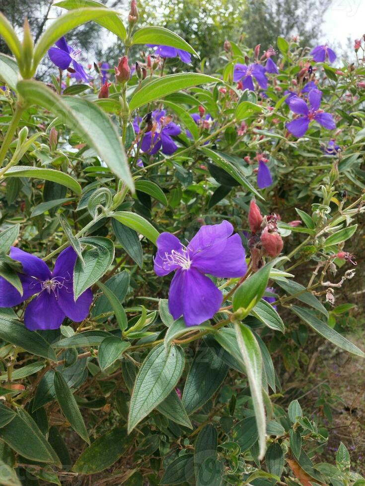 Blume im das Garten auf sonnig Tag. selektiv Fokus. botanisch Schuss foto