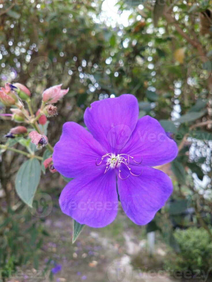 Blume im das Garten auf sonnig Tag. selektiv Fokus. botanisch Schuss foto