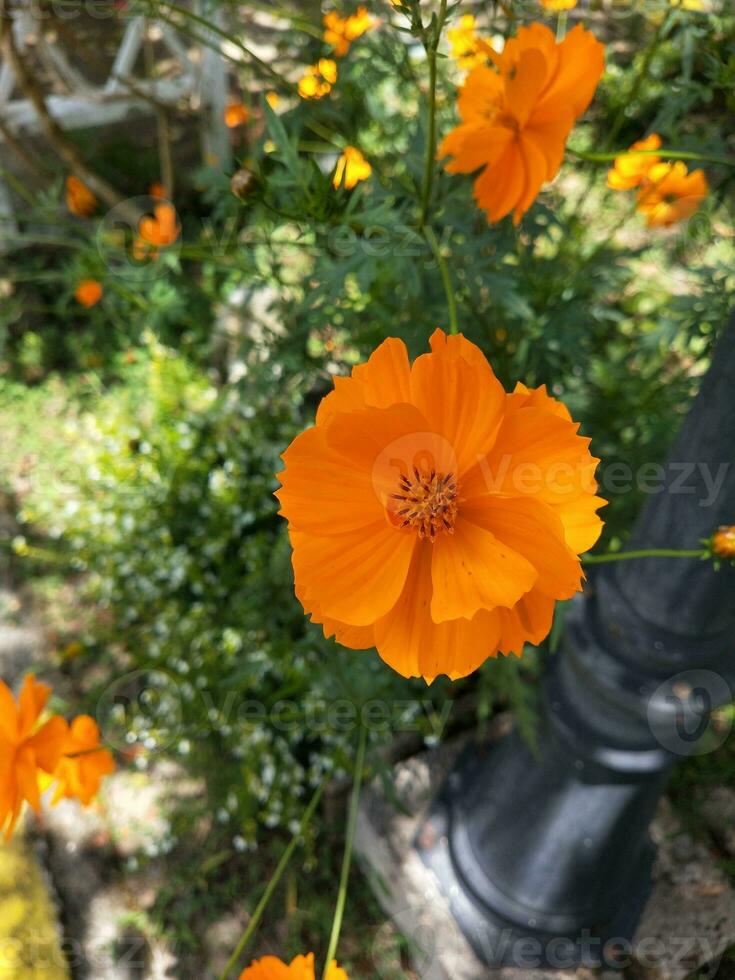 Blume im das Garten auf sonnig Tag. selektiv Fokus. botanisch Schuss foto