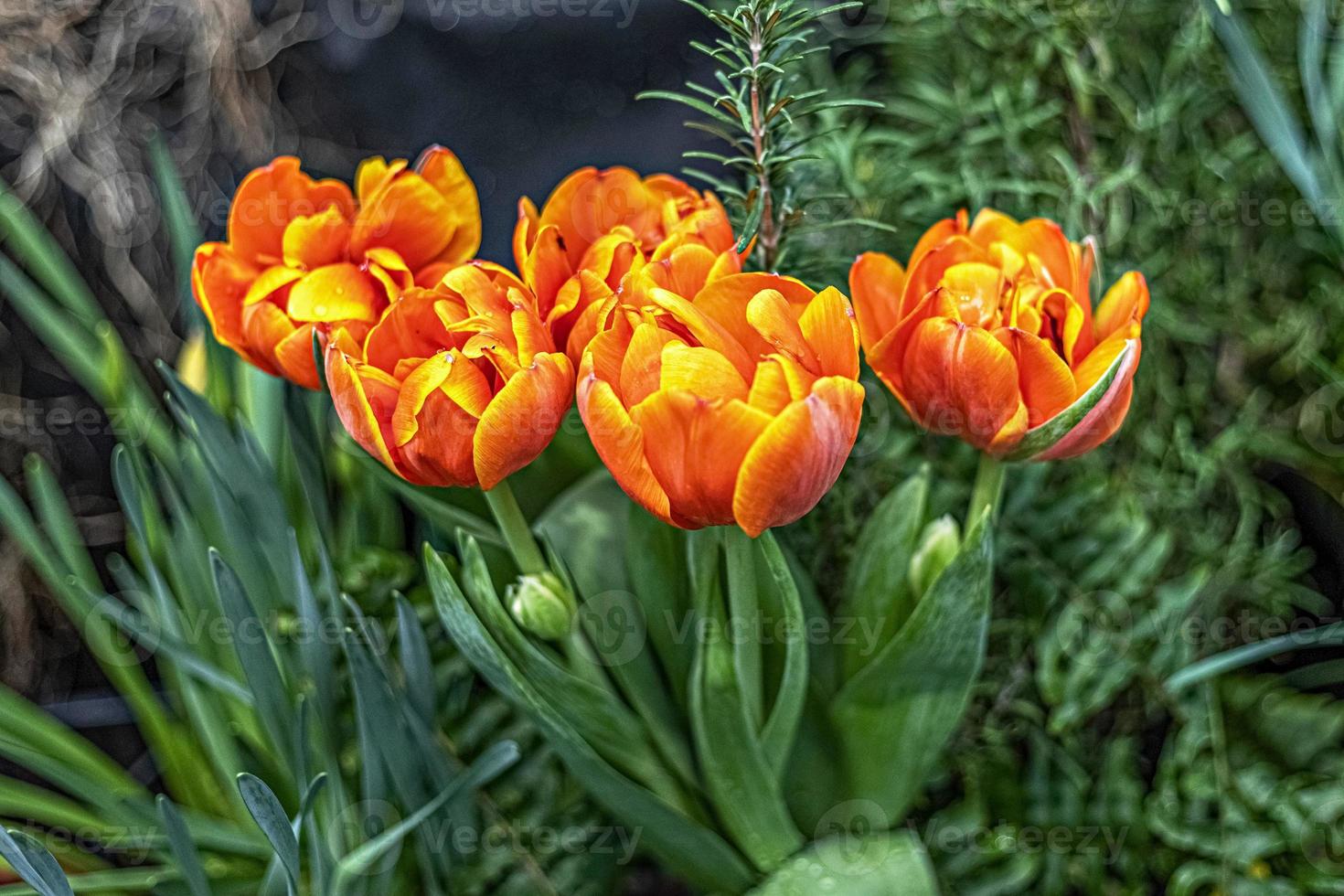 gelb-rote Tulpen auf einem Blumenbeet im Garten foto