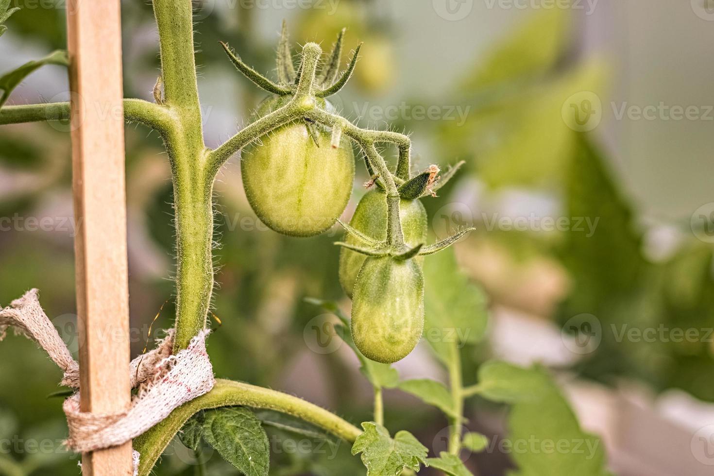 grüne unreife Tomaten hängen in einem Gewächshaus foto