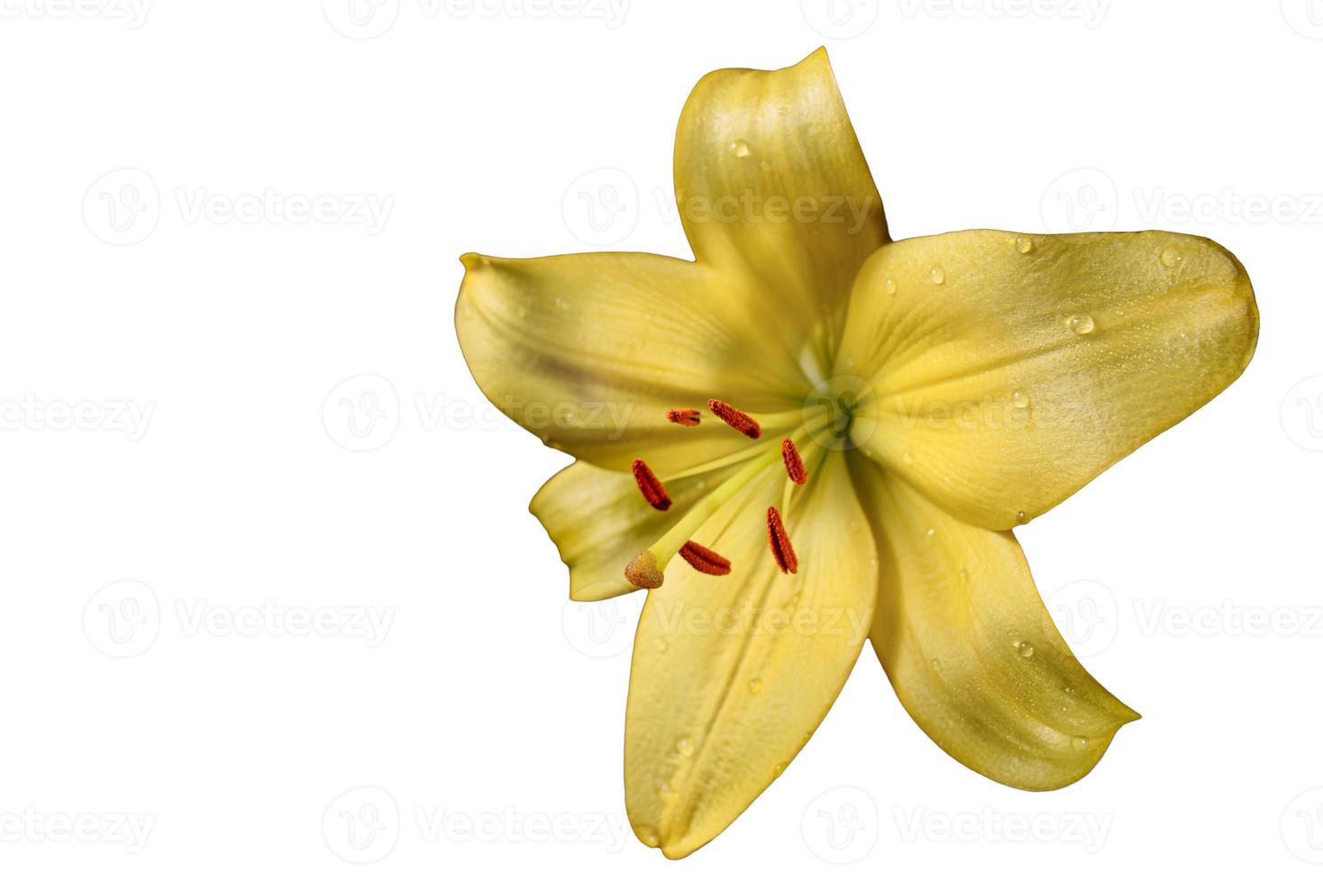 gelbe Lilie Blume isoliert auf weißem Hintergrund. gelbe Lilienblumenstruktur mit Wassertropfen. florale Makrofotografie. foto