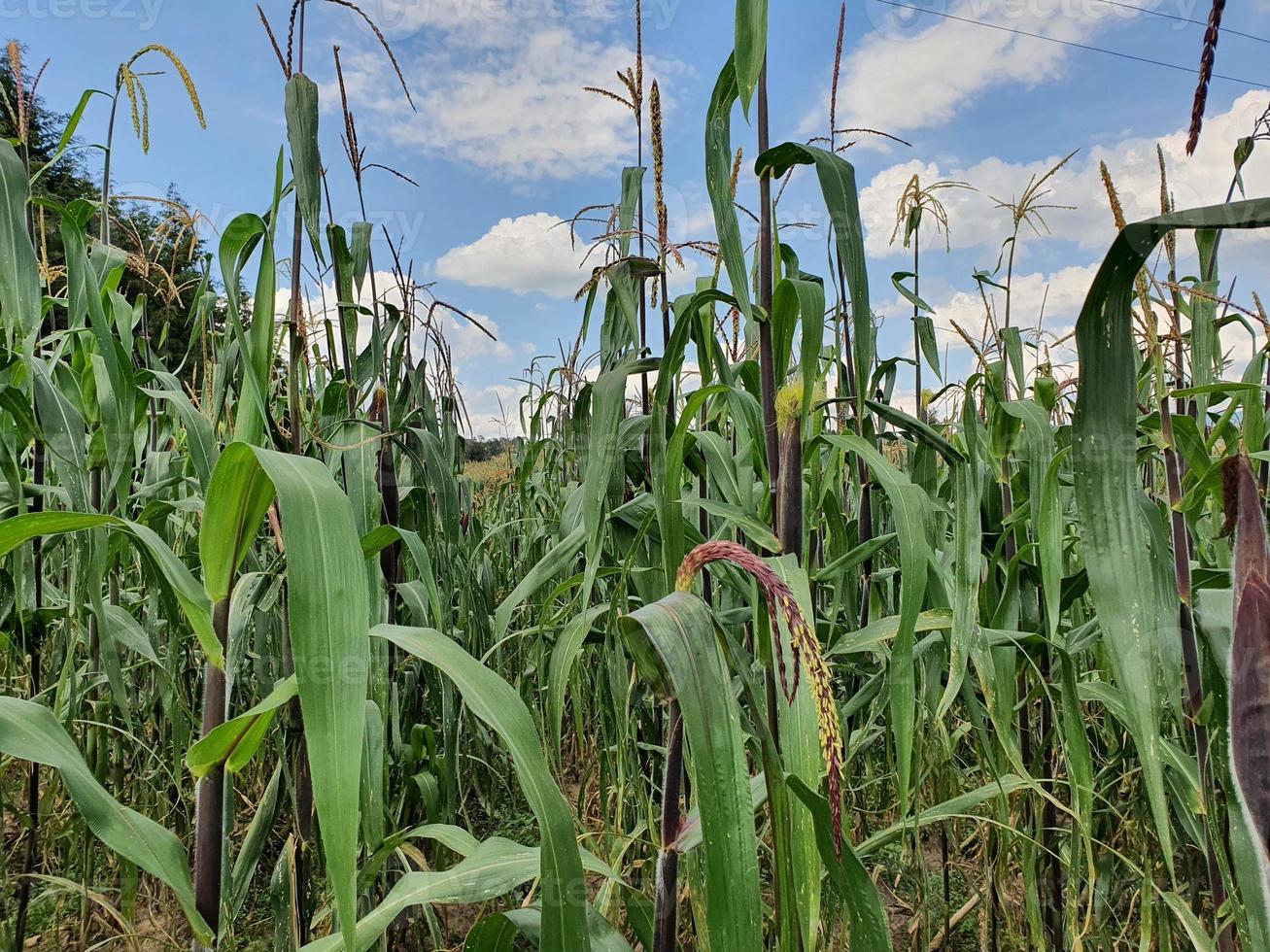 Bio-Lebensmittel-Landwirtschaft für die Ernährung foto