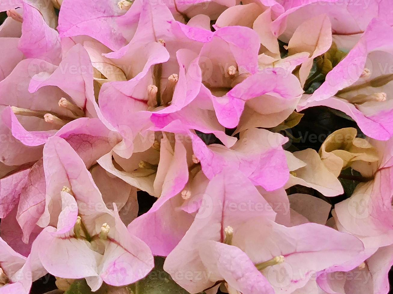 hellrosa Bougainvillea-Blume im Frühjahr, Hintergrund und Textur foto