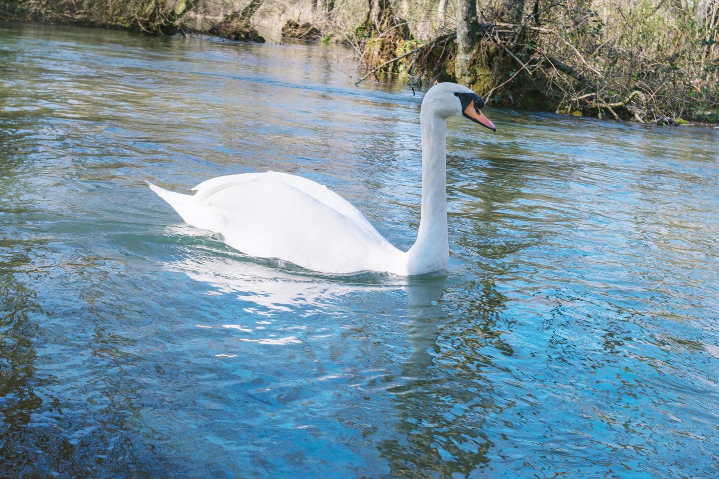 weißer Schwan, der auf dem See im Park schwimmt foto
