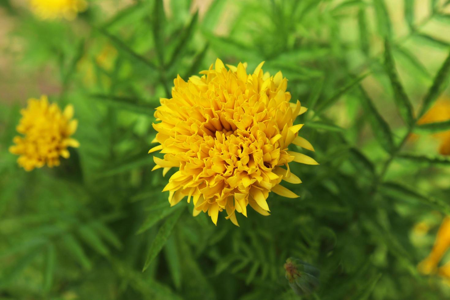 gelbe Blume im Garten foto