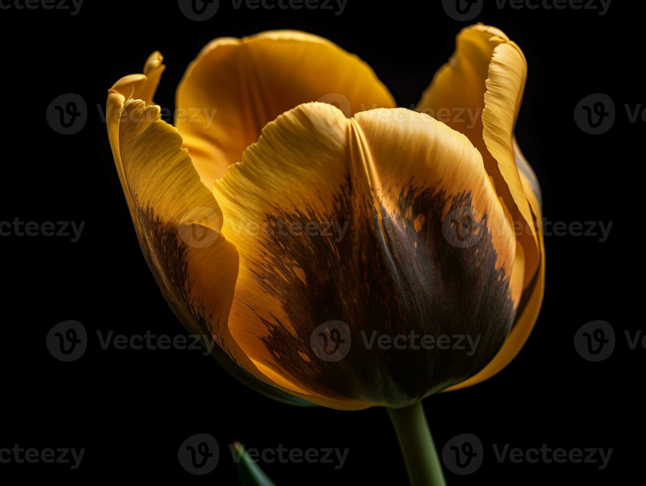 beschwingt und zart - - ein Nahansicht aussehen beim ein Gelb Tulpe - - ai generiert foto