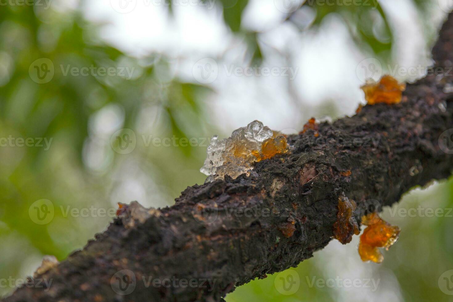 Saft von ein Pfirsich Baum auf es ist Rinde foto