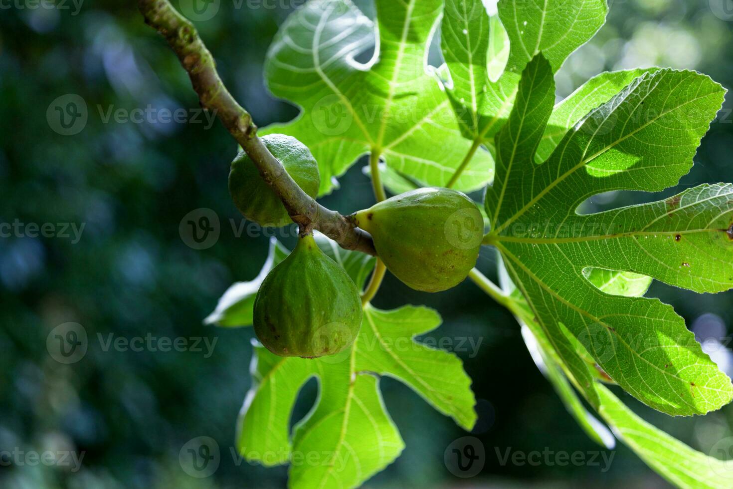 Feigen hängend von das Baum foto