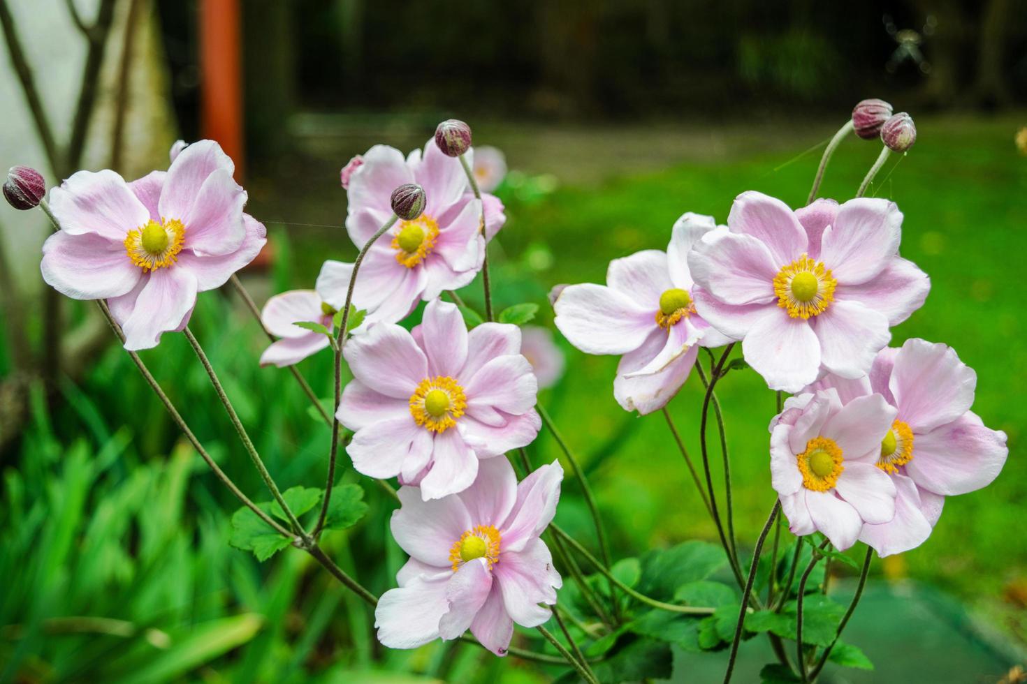 rosa Blumen geschlossene Ansicht foto