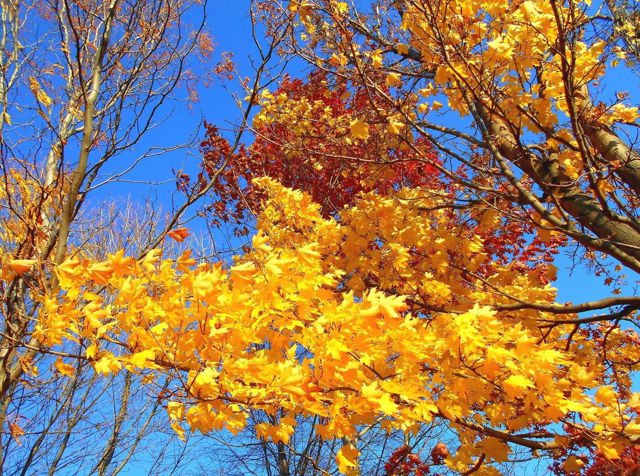 Farben in der Sonne im Quince Park Redmond oder foto