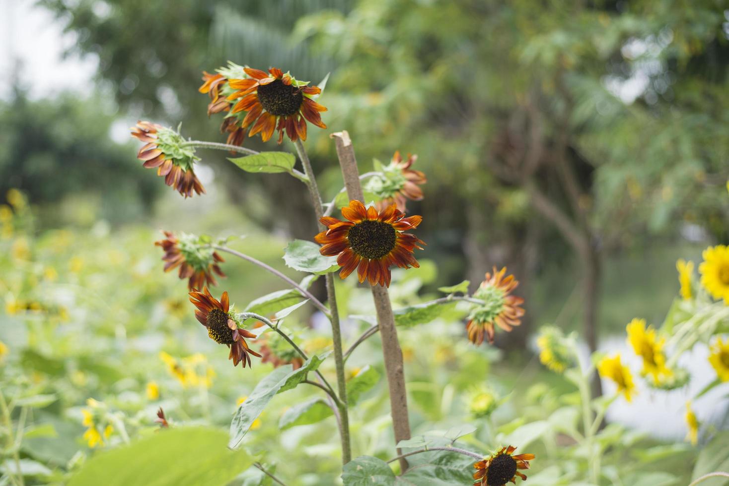 Sonnenblumen auf dem Feld foto