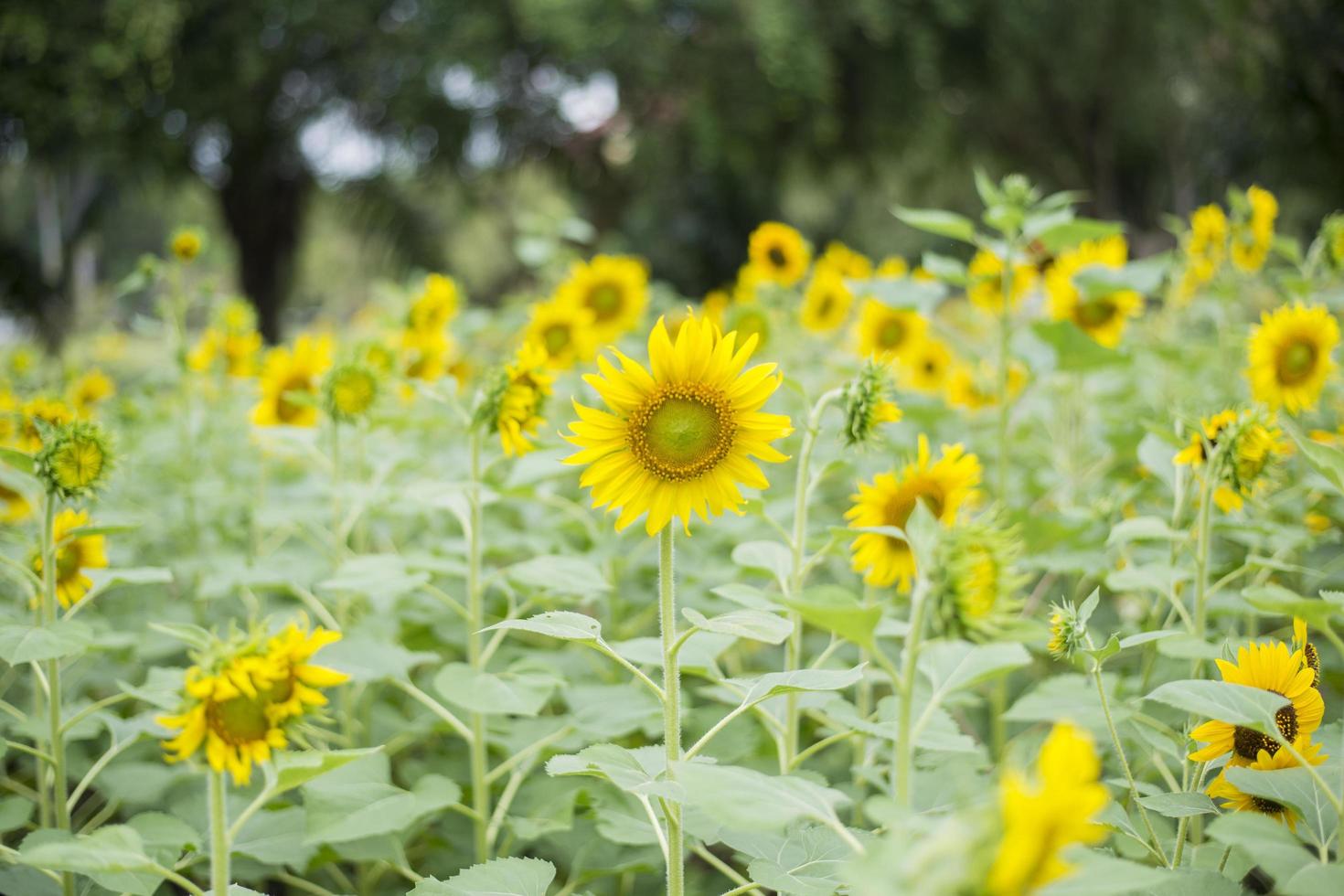 Sonnenblumen auf dem Feld foto