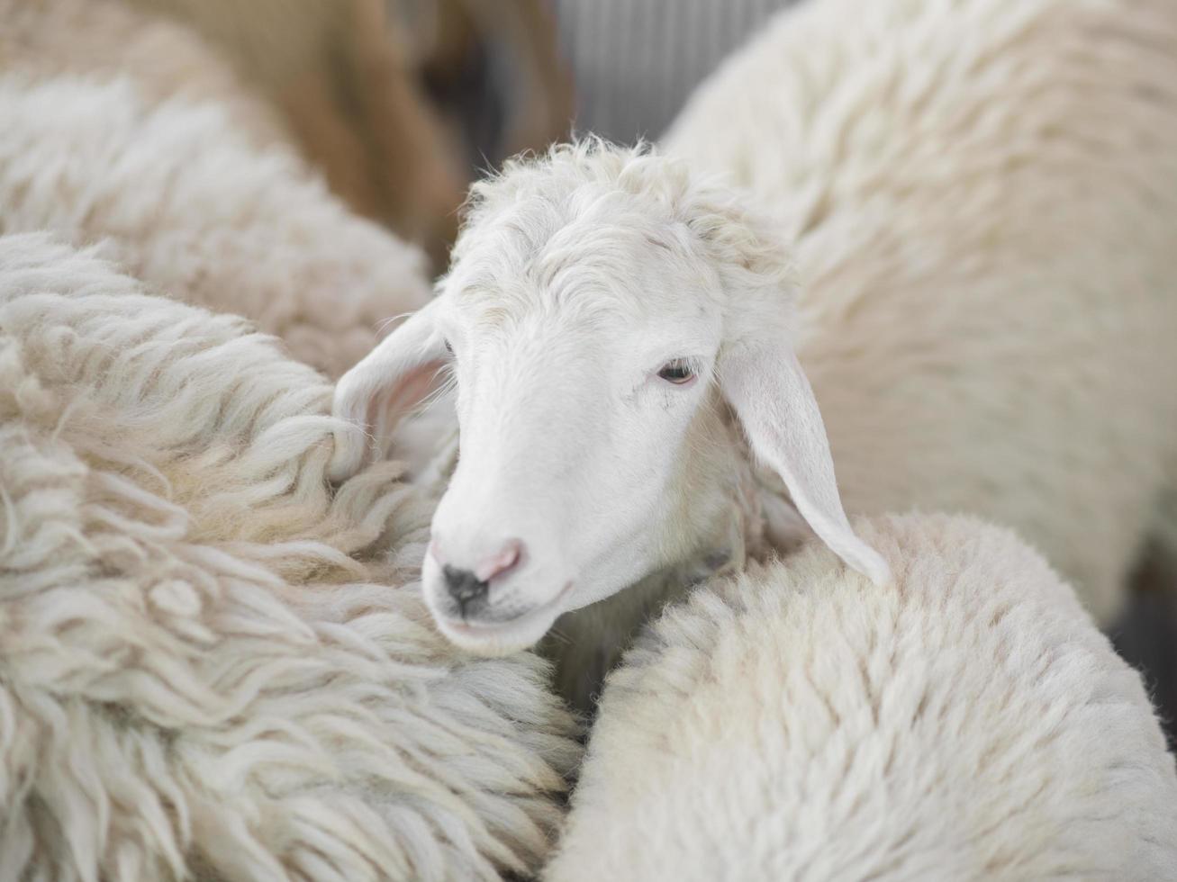 weiße Schafe auf dem Bauernhof foto