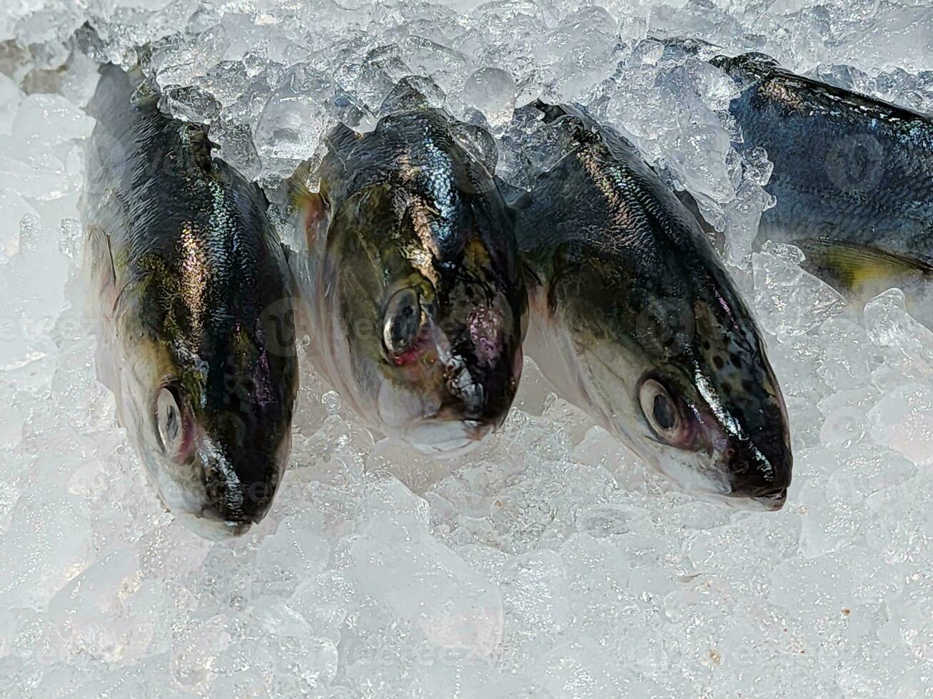 frisch ein Fisch gefroren Eis im das Supermarkt foto