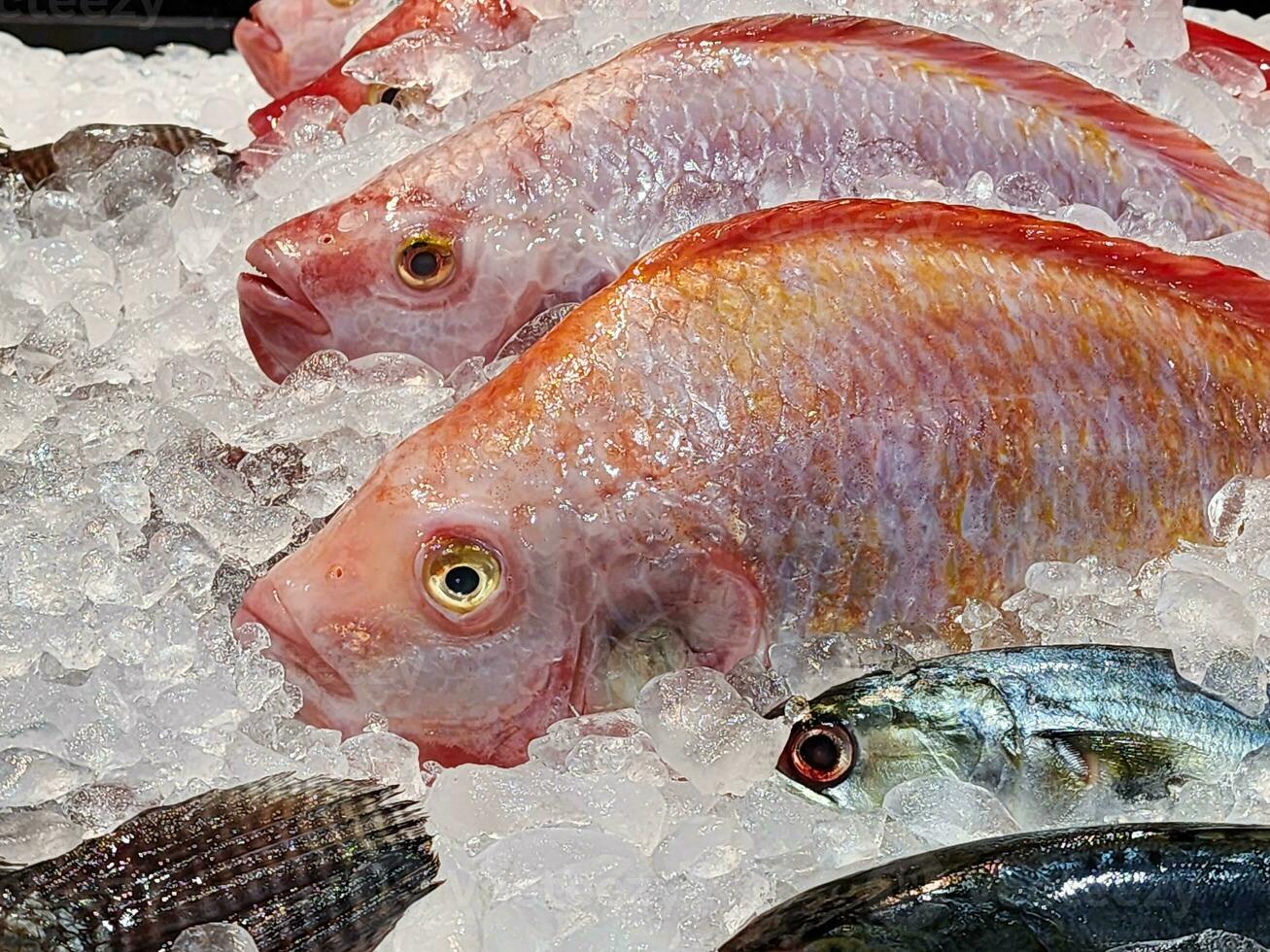 frisch ein Fisch gefroren Eis im das Supermarkt foto