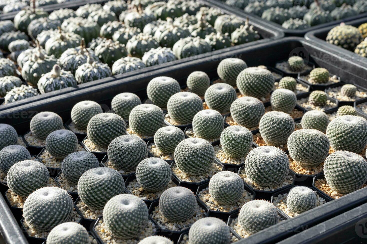 Regal Anzeige von Mammillaria Kaktus von oben Aussicht im Grün Haus zum trocken liebend und Dürre tolerant Pflanze Garten foto