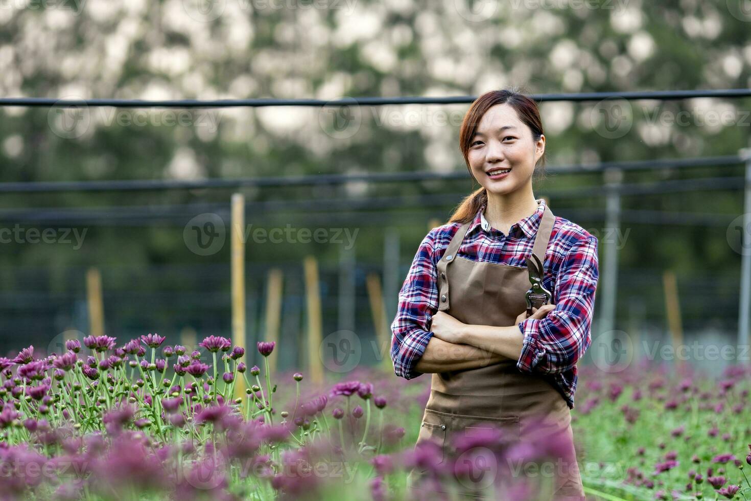 asiatisch Gärtner halten Garten Gartenschere während Arbeiten im lila Chrysantheme Bauernhof zum Schnitt Blume Geschäft mit Kopieren Raum foto