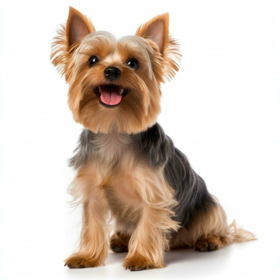 Yorkshire Terrier Stahl Gold Farbe isoliert foto