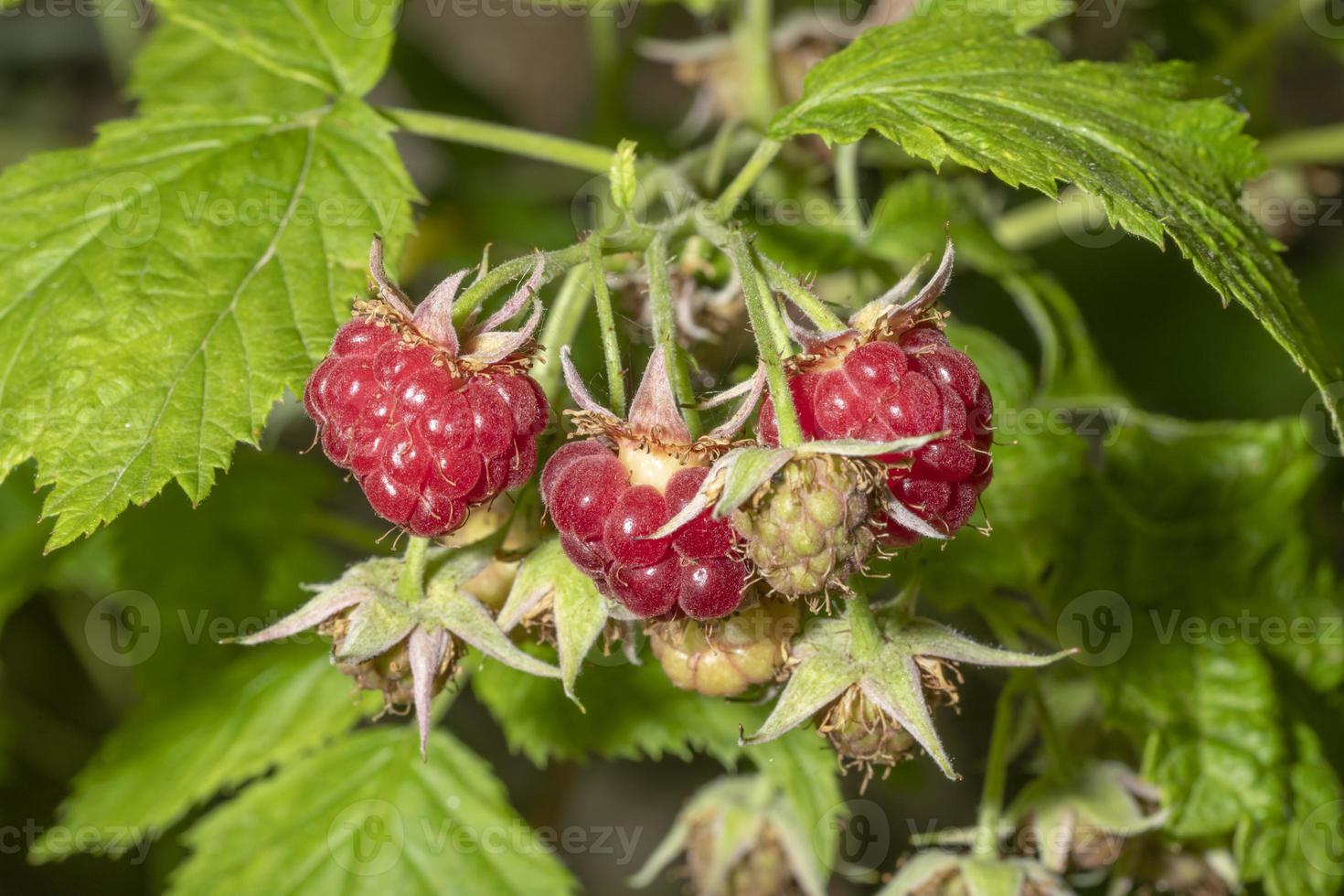 reife rote Himbeeren hängen an einem Busch foto