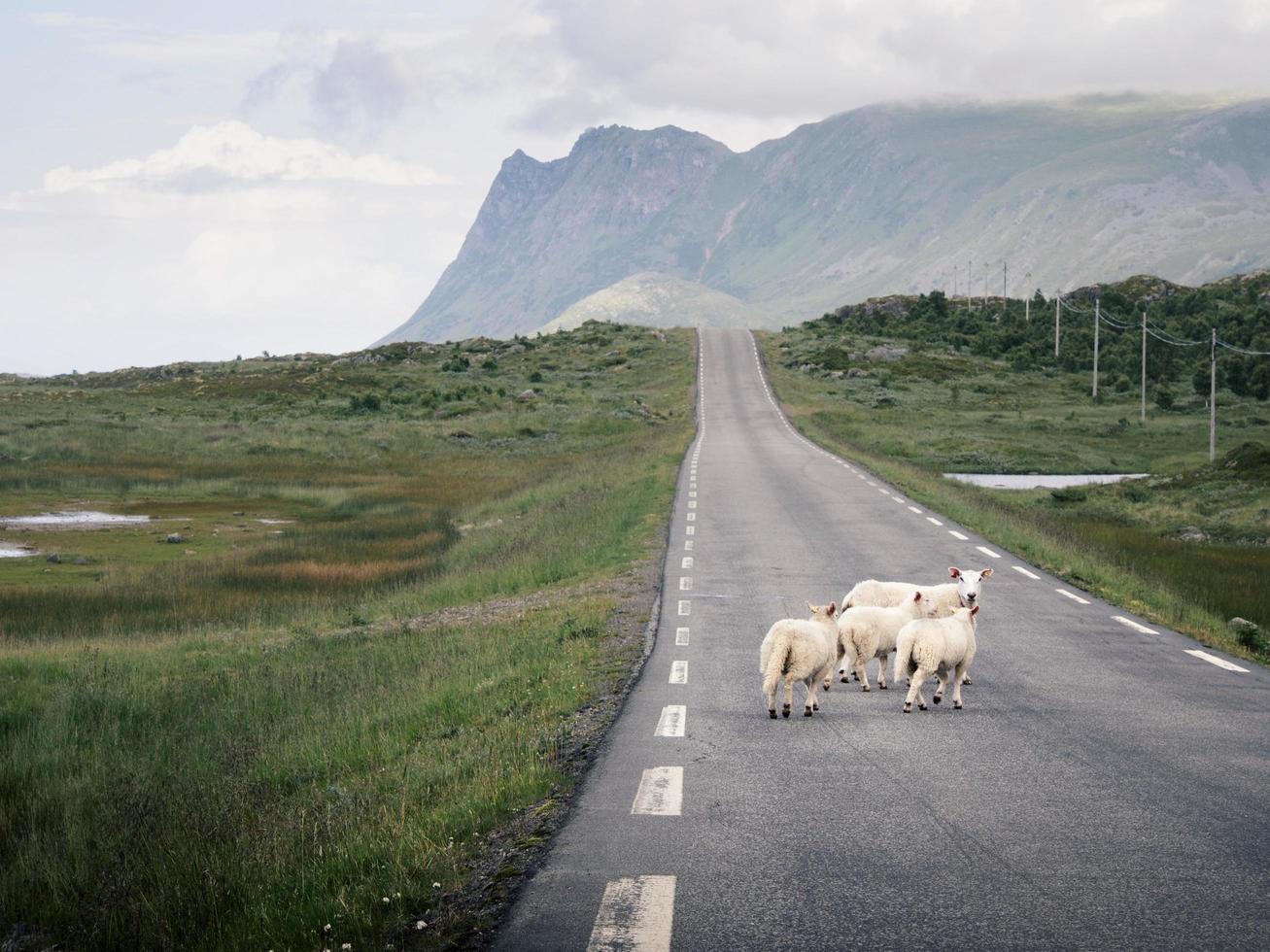 weiße Tiere auf der Straße foto