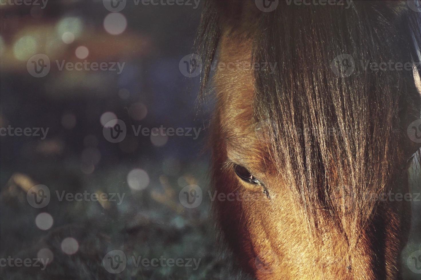 schönes braunes Pferdeporträt auf der Wiese foto