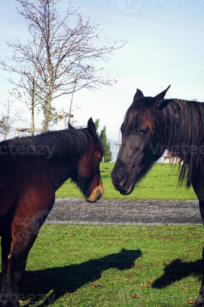 schönes braunes Pferdeporträt auf der Wiese foto