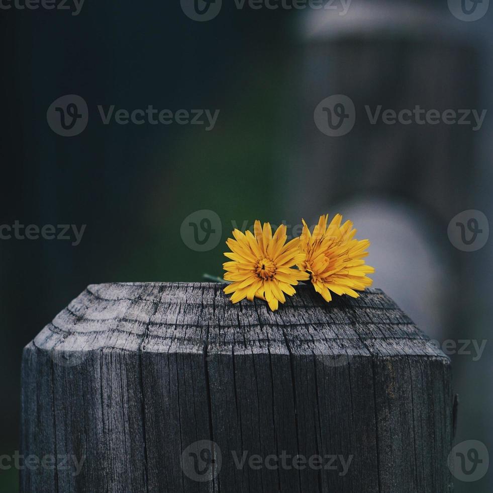 schöne gelbe Blumen im Frühling spring foto