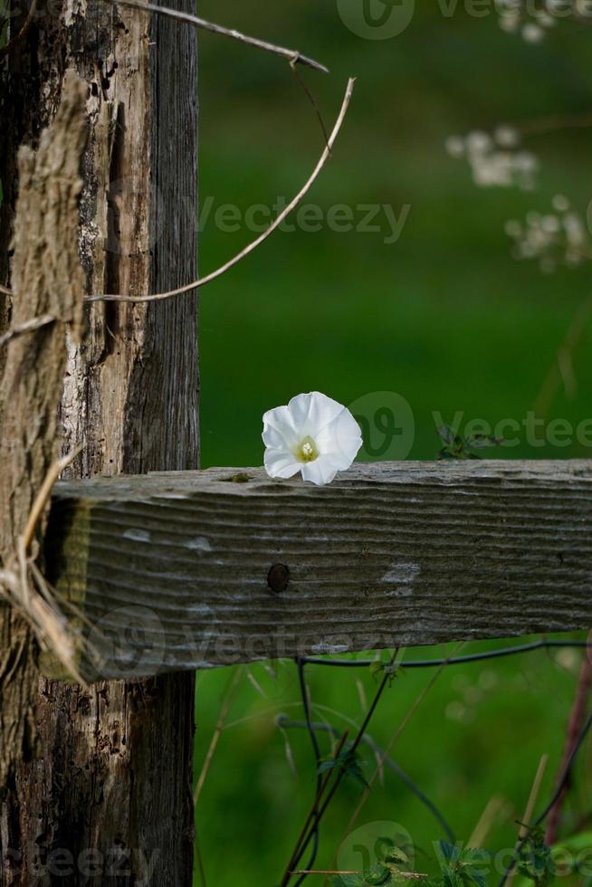 weiße Blume im Frühling spring foto