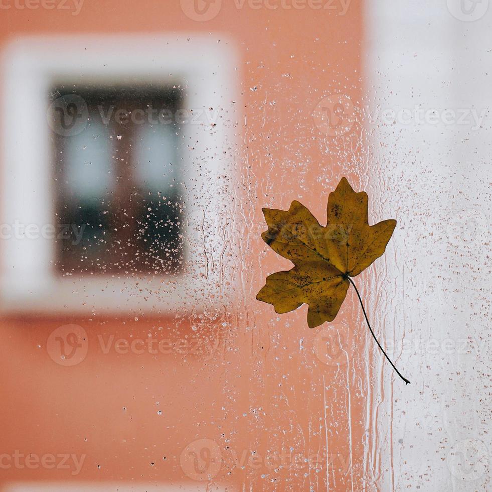 gelbes Baumblatt in der Herbstsaison foto