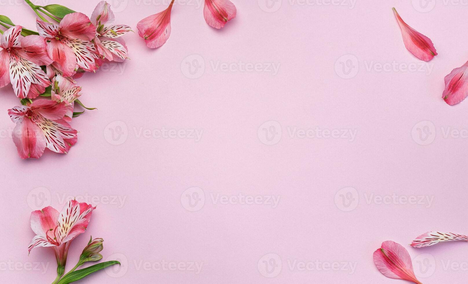 schön Alstroemeria Blumen auf Rosa Hintergrund foto