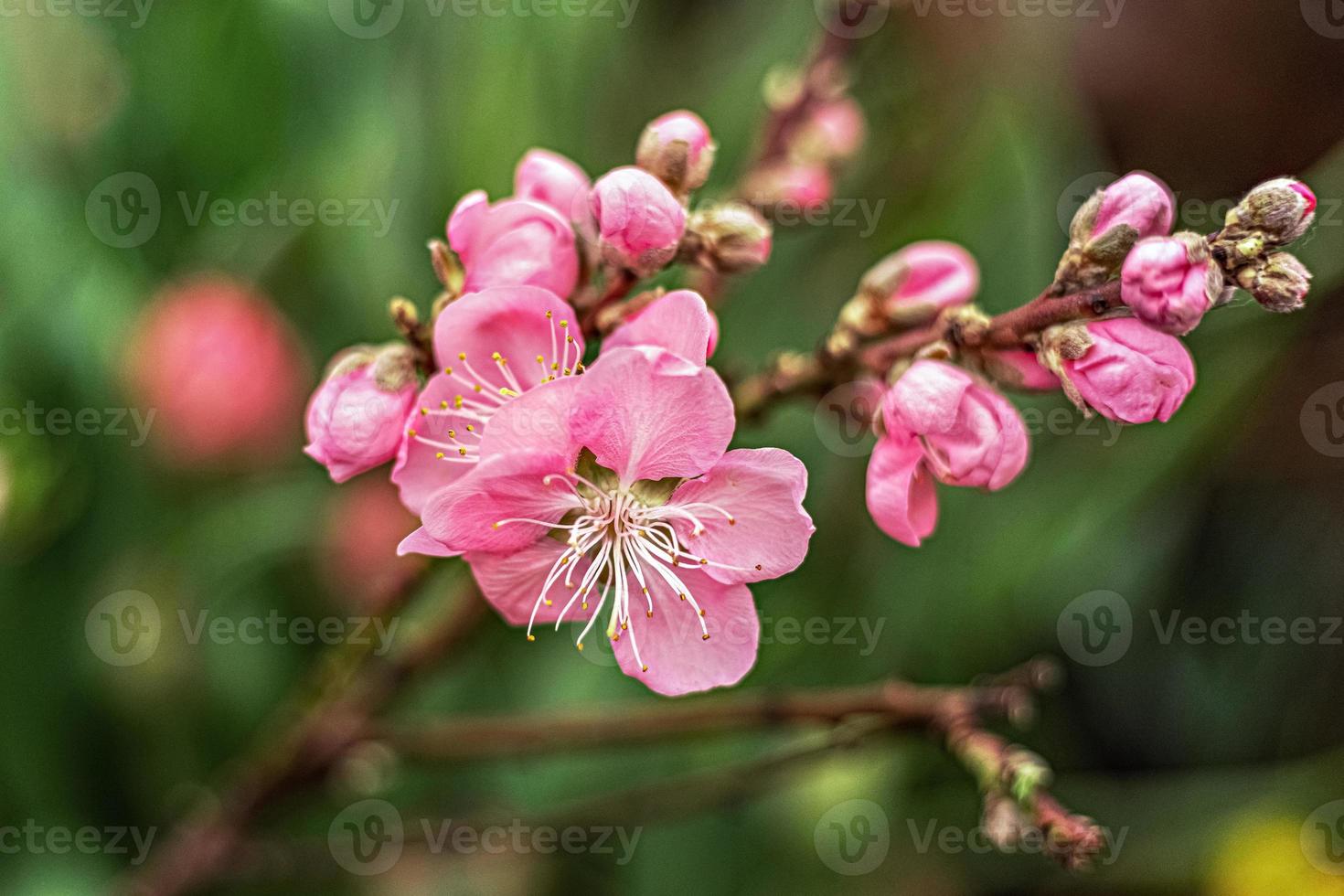 abstrakter Naturhintergrund des schönen Blumenfrühlings foto