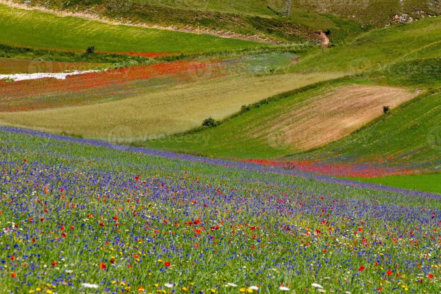 Castelluccio di Norcia und seine blühende Natur foto