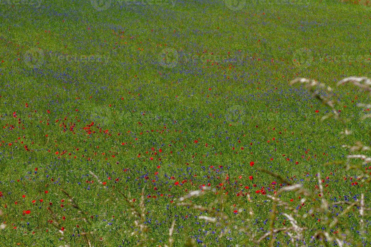 Castelluccio di Norcia und seine blühende Natur foto