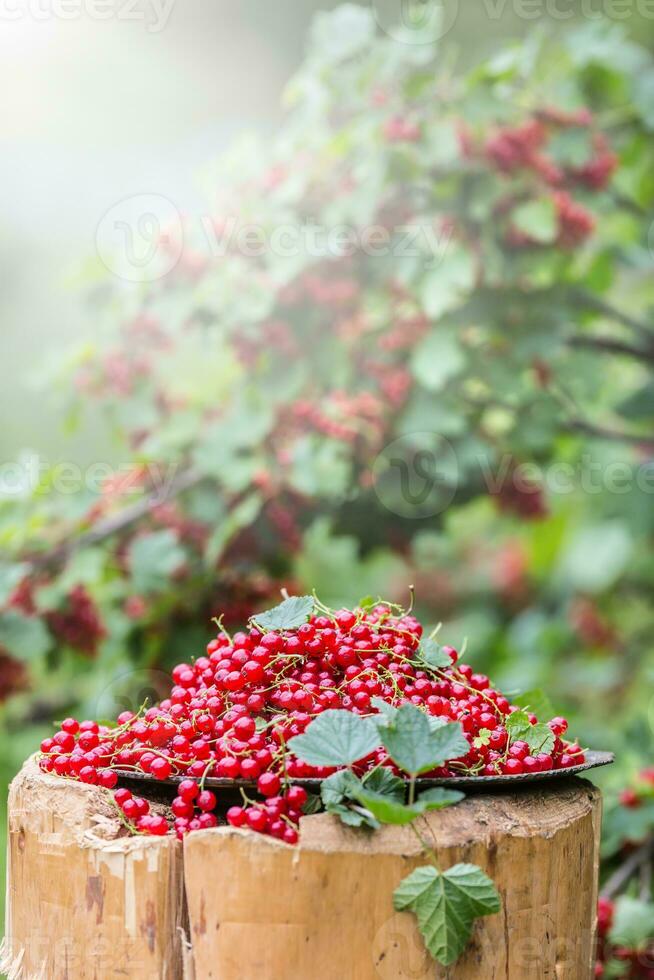 Teller voll von rot Johannisbeeren im Garten auf alt Holz. foto