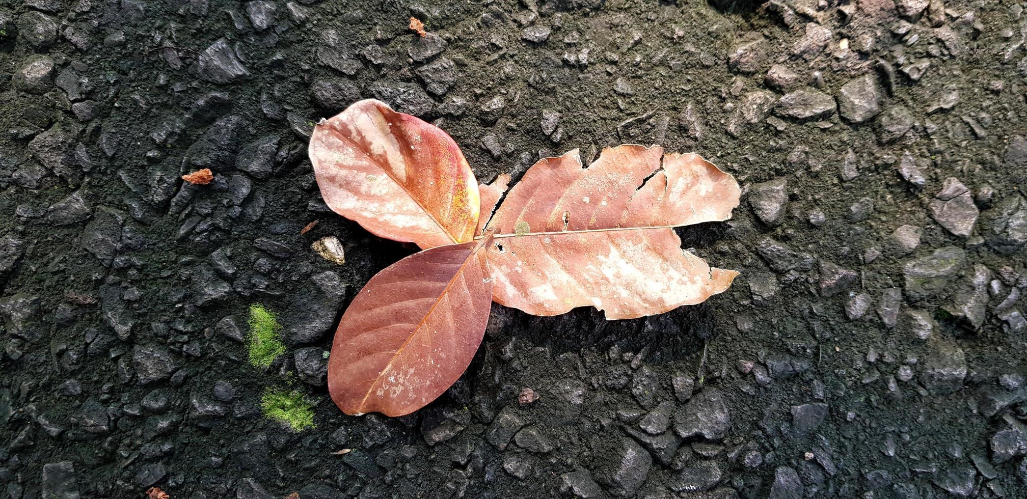 trockene Blätter im Boden liegen foto