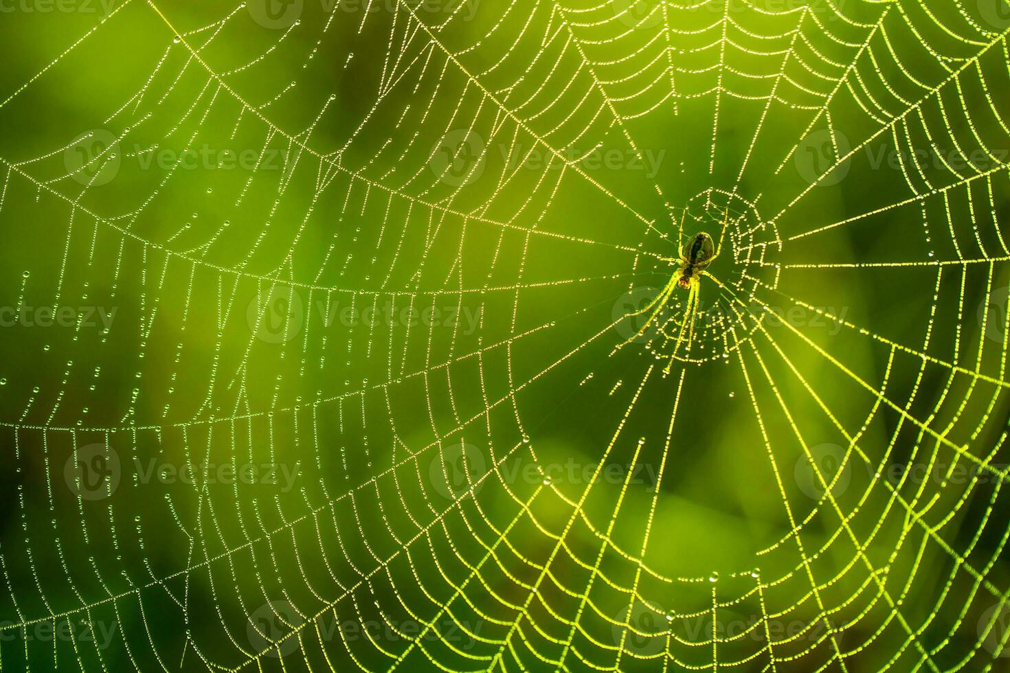 Morgen Tropfen von Tau im ein Spinne Netz. Spinnennetz im Tau Tropfen. schön Farben im Makro Natur foto